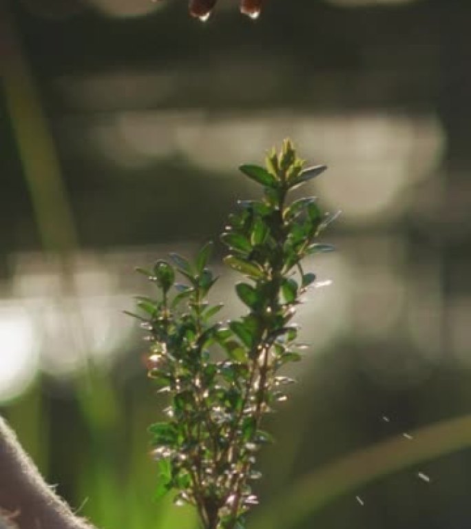 两个人给一棵年轻的植物浇水。一起拯救地球。垂直视频