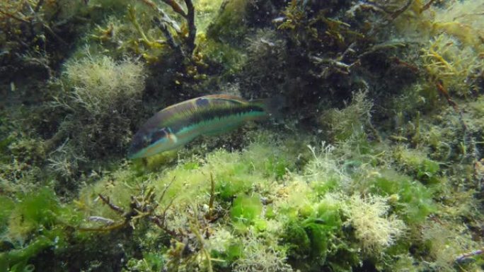 海底的地中海彩虹鱼。