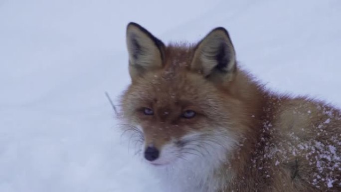 红狐狸闻到白雪皑皑的土地在寻找食物。