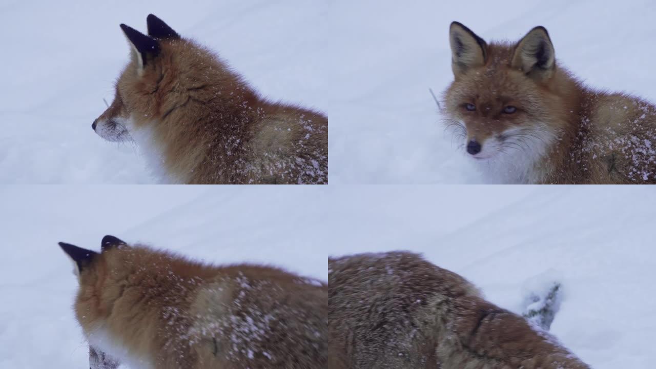 红狐狸闻到白雪皑皑的土地在寻找食物。