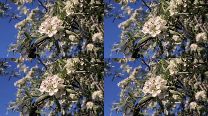 一棵白开花香的梨树在风中摇曳。