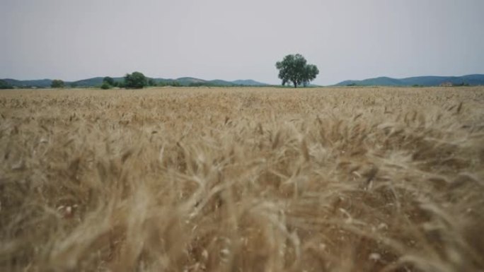 麦粒田，夏季户外标志性景观