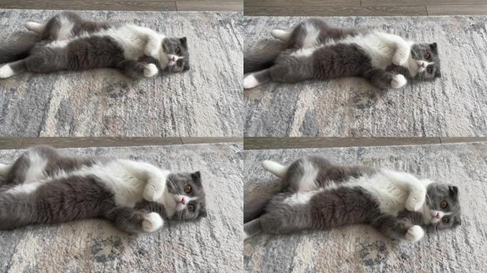 猫躺在地毯上