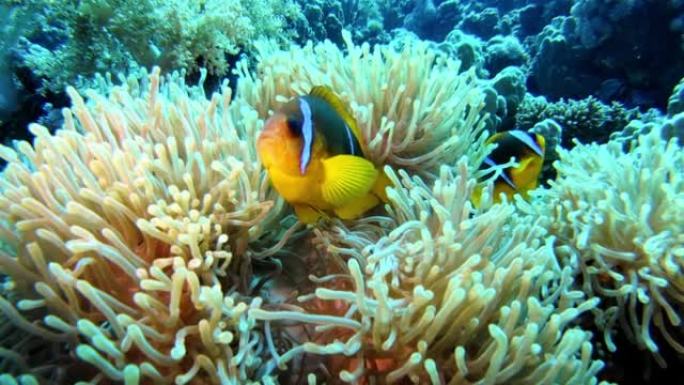 热带海域的小丑鱼和海葵珊瑚。水下射击