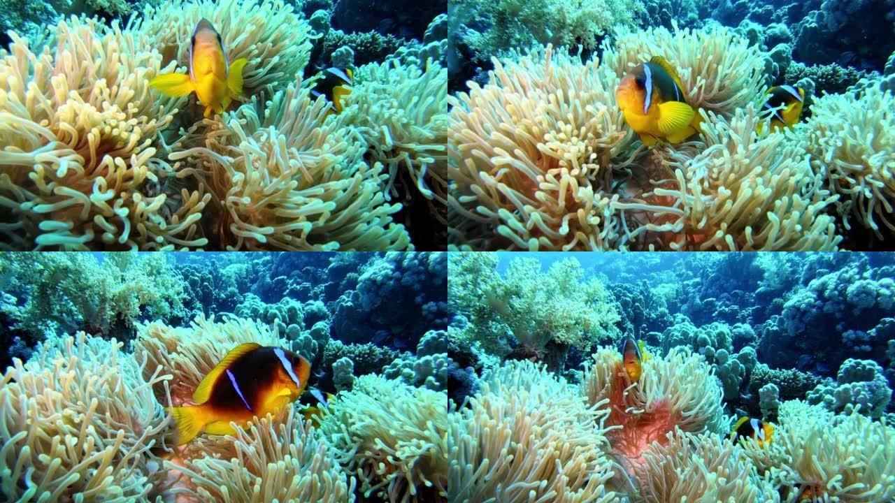 热带海域的小丑鱼和海葵珊瑚。水下射击