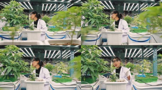 在商业有机苗圃工作的亚洲科学家检查植物的生长。