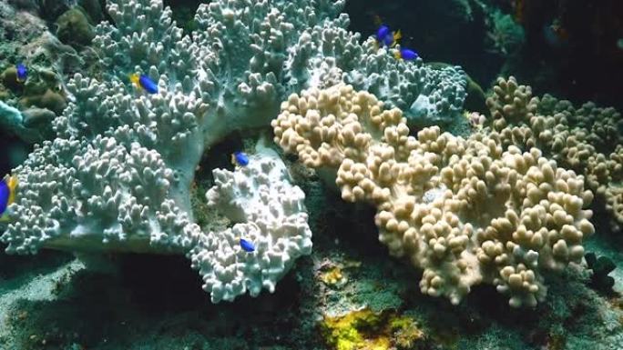 珊瑚附近一群紫色和黄色鱼类的水下视图
