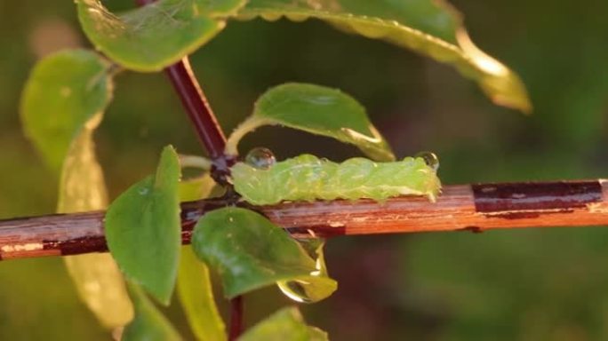 毛毛虫小菜蛾 (Plutella xylostella)，有时也称为白菜蛾，是小菜蛾科和小菜蛾属的蛾