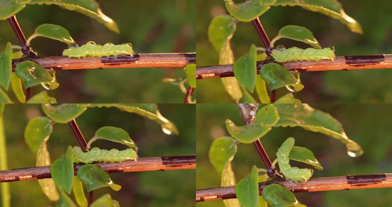 毛毛虫小菜蛾 (Plutella xylostella)，有时也称为白菜蛾，是小菜蛾科和小菜蛾属的蛾