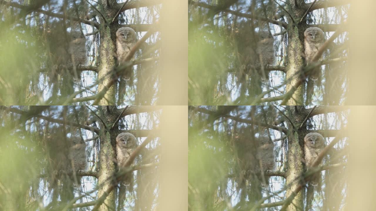 一只棕色猫头鹰坐在森林里的树上的细节照片