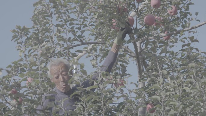 果农采摘水苹果视频实拍