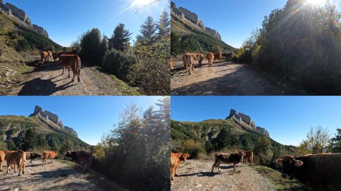 土路上的奶牛挡住了通道。离开山顶上的休闲土路。自然、风景和风景如画的山林环境。