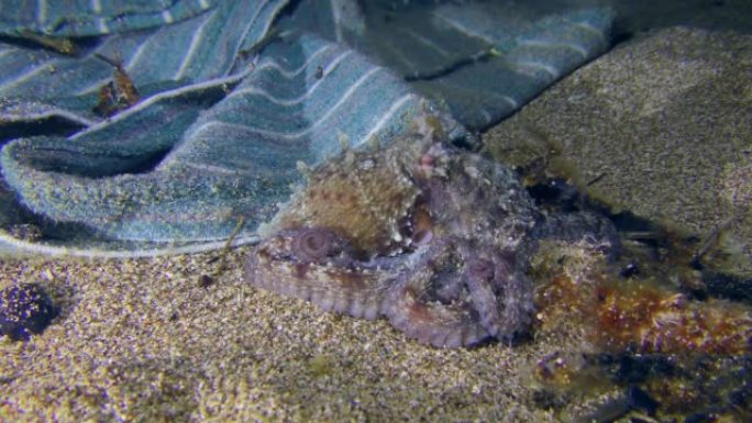 海洋污染: 一只章鱼躺在海底，靠近地上的一块布。