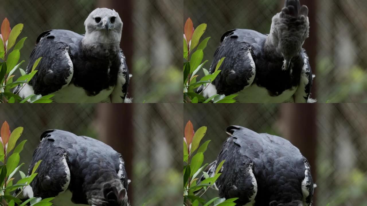 巴拿马哈皮鹰鸟生态鸟宣传片视频素材