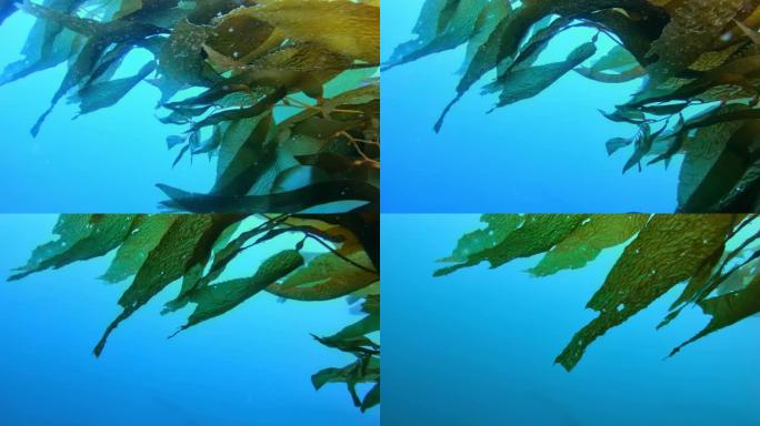 五颜六色的鱼在碧绿的水中游泳。鱼和深海中迷人的巨型海带森林
