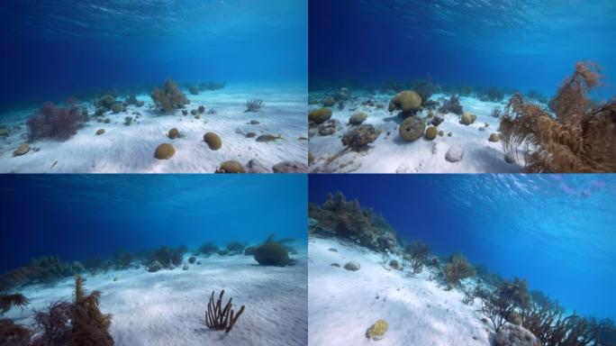 FPV风格: 库拉索岛加勒比海珊瑚礁中的各种鱼类，珊瑚和海绵的海景