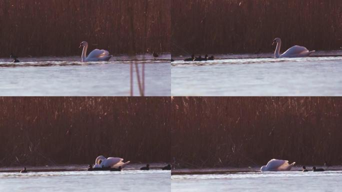 White Swan Swimming on Pond in Idylic Evening 2