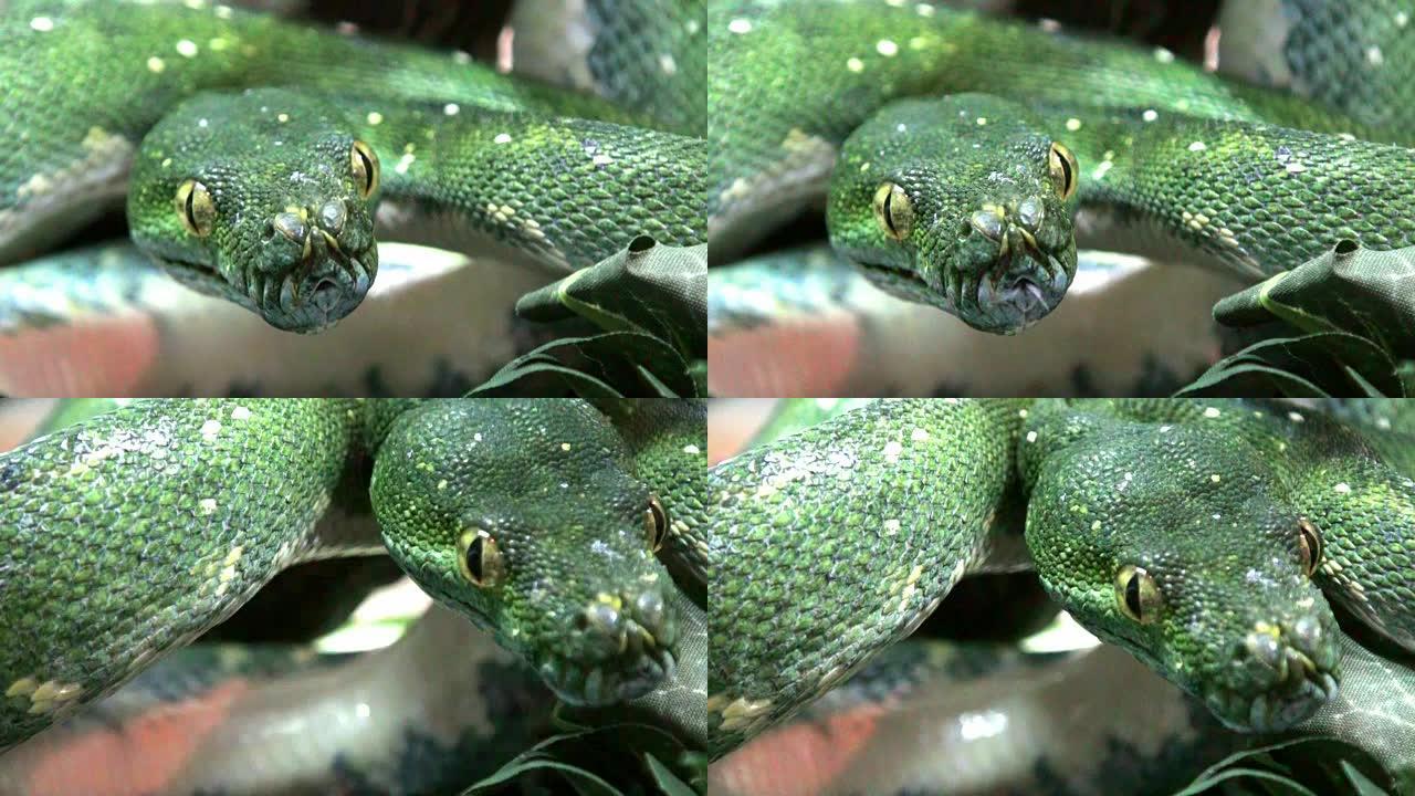 蛇绿鳄鱼极度特写野生毒蛇危险