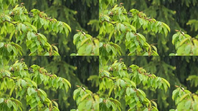 平静放松的冥想平静的背景。大雨时，慢动作雨滴从树木的绿叶上滴落。雨天和雨水在大自然中下降。雨水落在绿