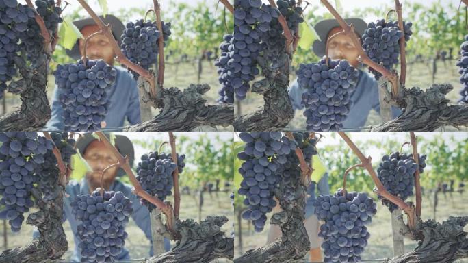 葡萄收获用于酿酒讲故事: 托斯卡纳工作的酿酒师