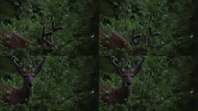 White-tailed deer, Washington DC