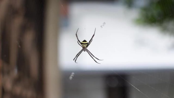 蜘蛛在蜘蛛网中被称为Argiope pulchella