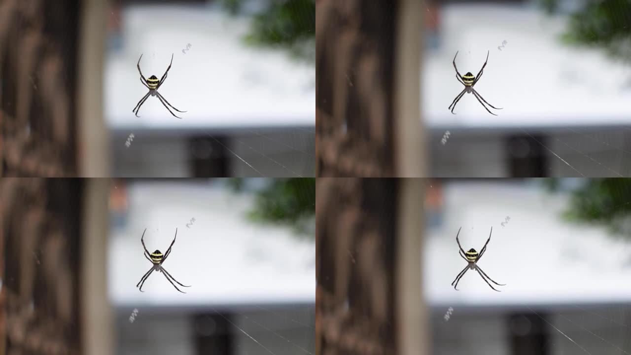 蜘蛛在蜘蛛网中被称为Argiope pulchella