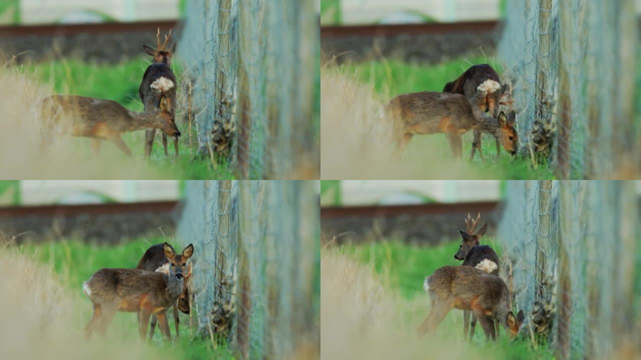 栅栏附近的两只小鹿的细节照片
