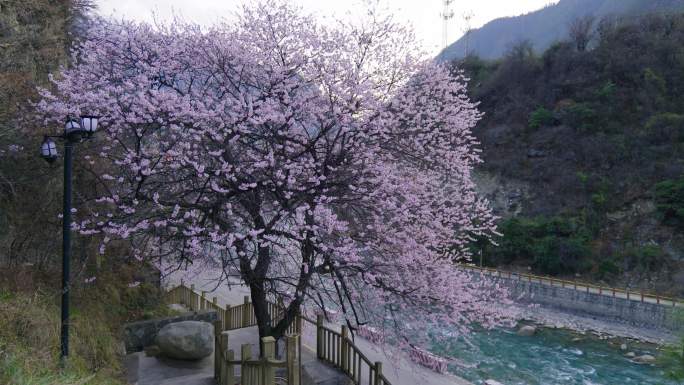 4K春天河边桃花静态空镜视频