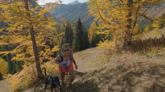 妇女与狗一起走过山区的高山落叶松森林