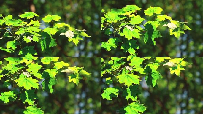 夏季树木的绿色叶子的细节拍摄