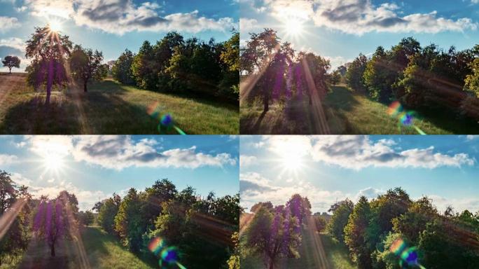 空中无人机拍摄树木繁茂的农田，晒太阳