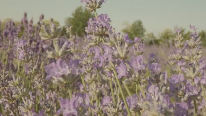 野外薰衣草花的特写视图