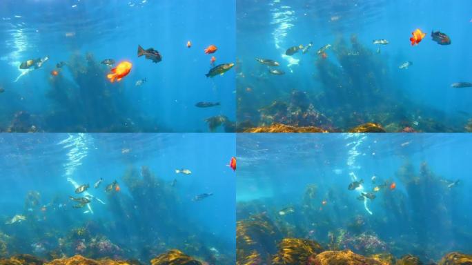 五颜六色的鱼在碧绿的水中游泳。橙色加里波第鱼在大海中的巨型海带森林中游泳