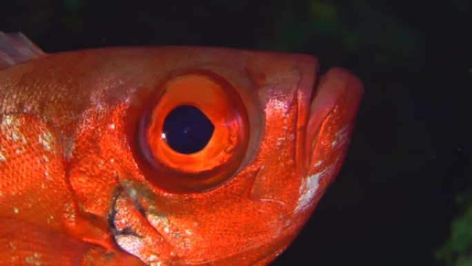新月尾巴大眼靠近珊瑚礁。