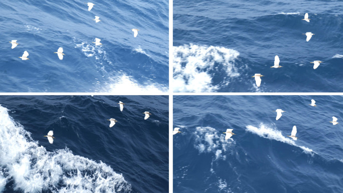 海鸥 海鸟 冲浪