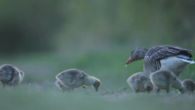黄昏时母鹅与婴儿的详细镜头