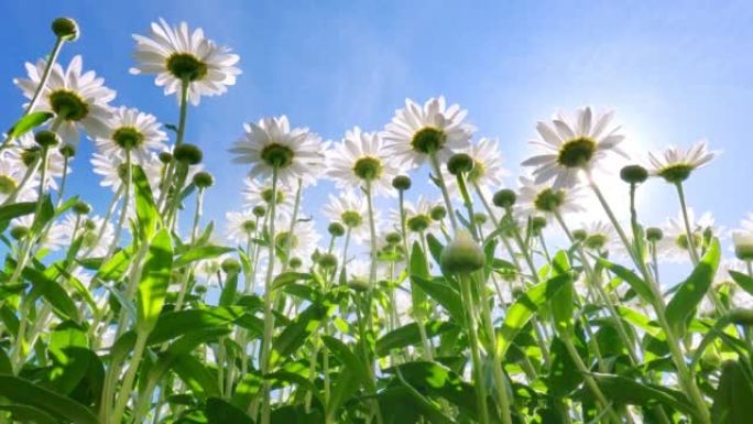 黛西·梅多唯美小菊花小白菊