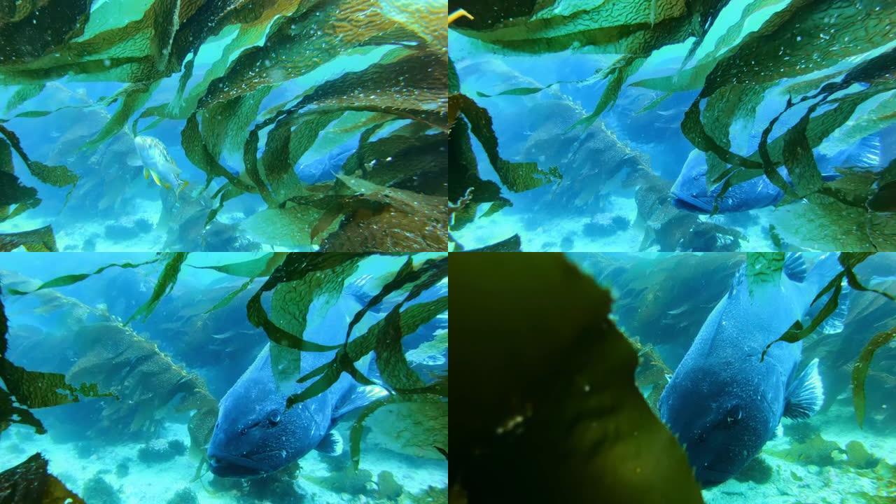 五颜六色的鱼在碧绿的水中游泳。海洋中巨大的海带森林中的巨型黑鲈鱼