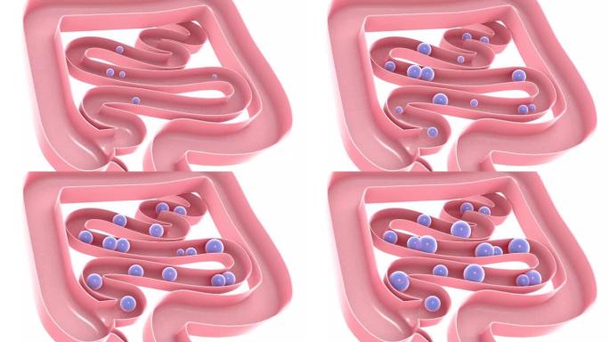 气体通过大肠和小肠的3d动画。