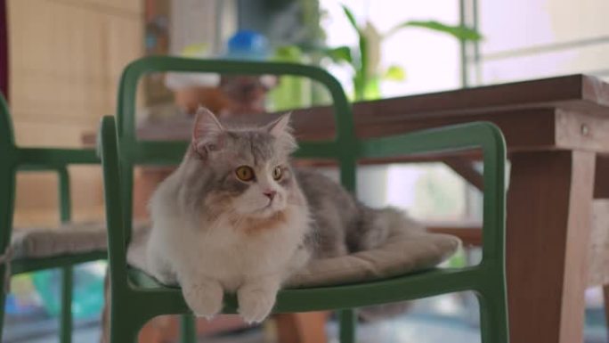 西伯利亚猫坐在椅子上