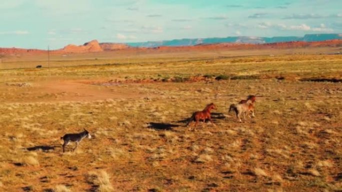 在亚利桑那州草原上自由奔跑的一群野马的无人机空中飞行视图。