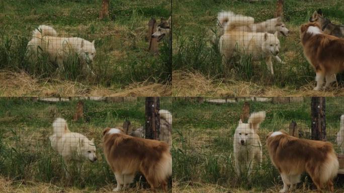 澳大利亚牧羊犬通过围栏结识了西伯利亚爱斯基摩犬。狗的狗窝。自由放养的狗和其他人被锁起来。没有人。自然