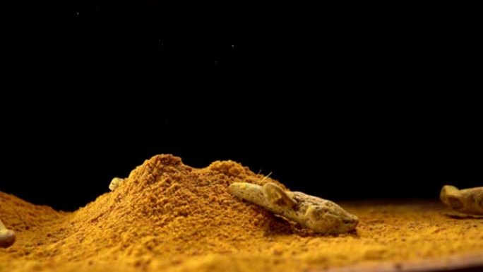 姜黄，姜黄，根落在姜黄素粉，印度香料，慢动作
