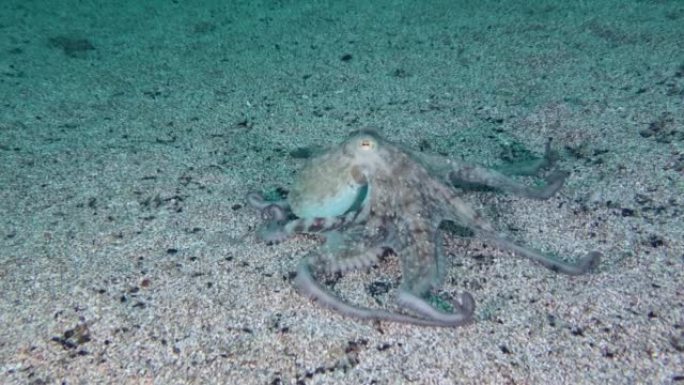 章鱼沉入海底。