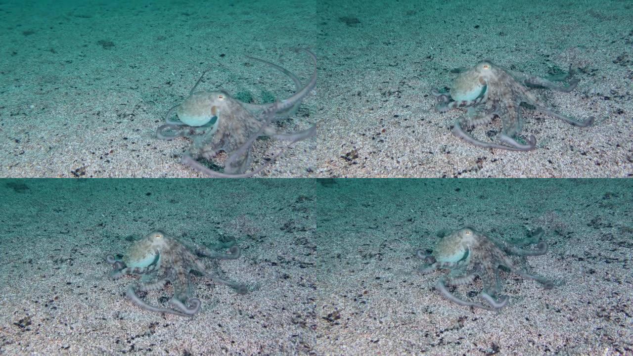 章鱼沉入海底。