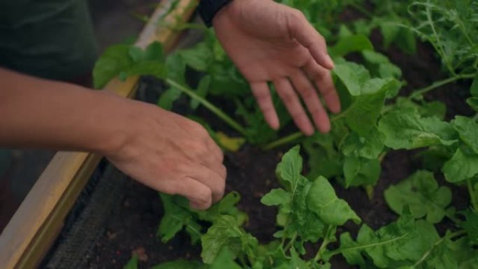 农民检查有机农场室内蔬菜培养查看植物生长