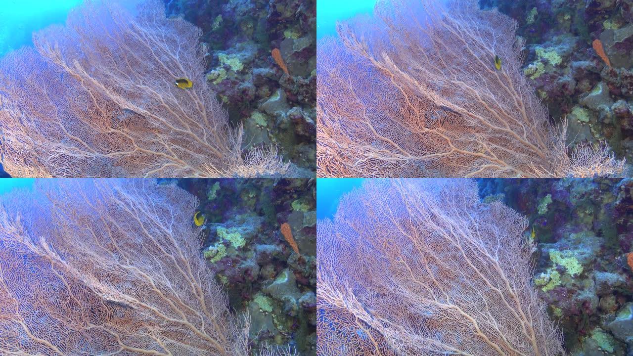 大自然海底-大蛇-红海水肺潜水