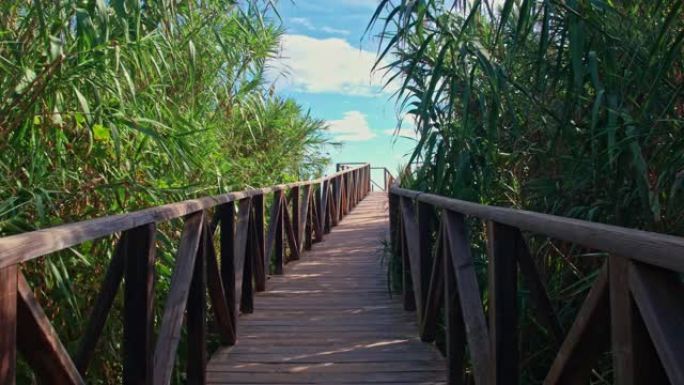 海滨沙丘上高高的芦苇间的木制人行桥。通往海滩的迷人通道。