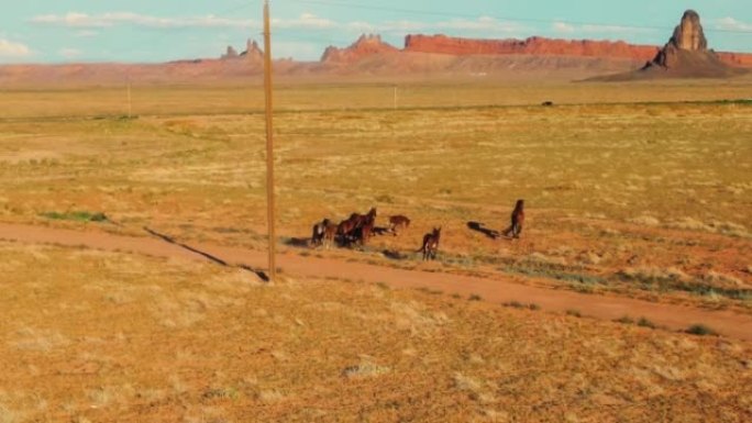 无人机的空中飞行视图，一群美丽的野马在亚利桑那州的荒野中自由奔跑。